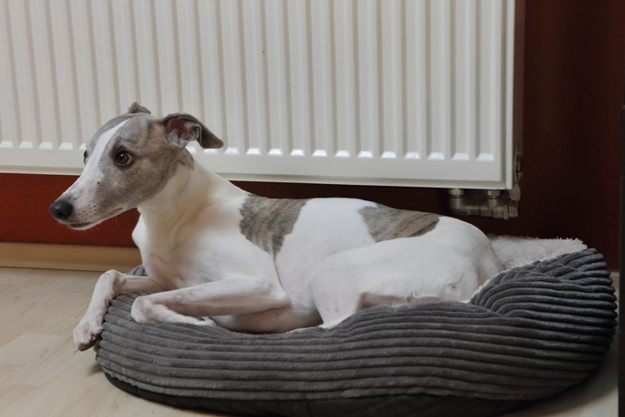 Tobiáš, milovaný pejsek pánů Aleše a Michala.