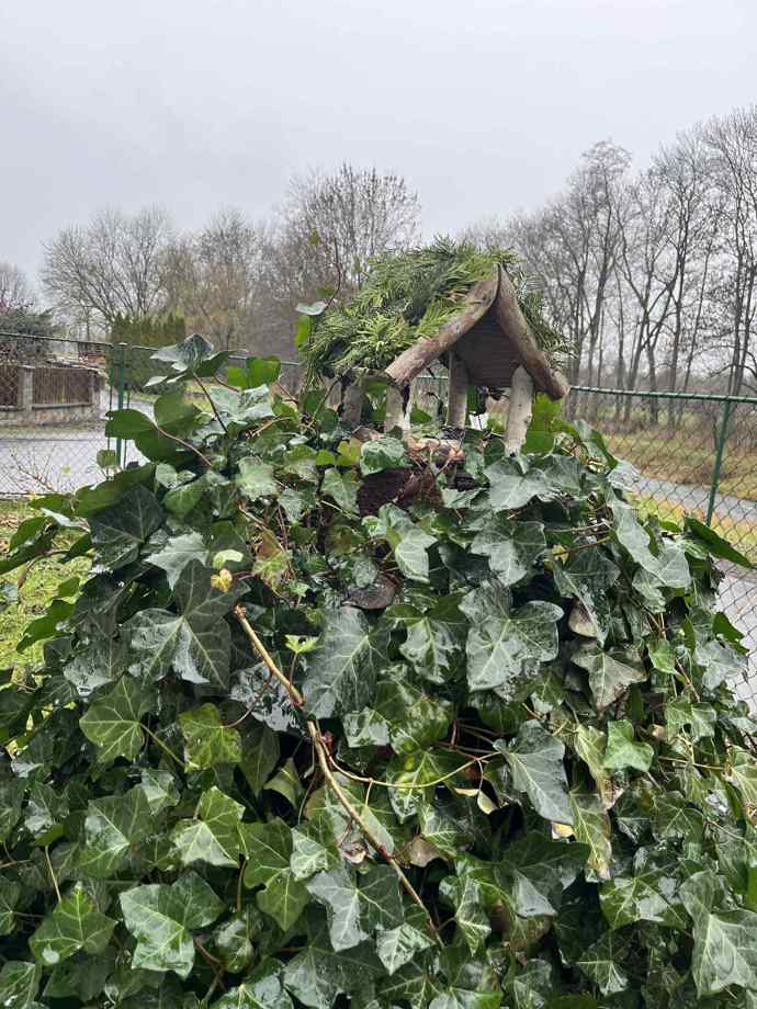 Hotovou ptačí budku jsem umístila na vršek dřevěného podstavce, který obrůstá břečťanem. Budka má být ve výšce minimálně 1, 5 metru nad zemí. 