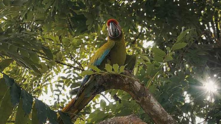 Od kostarických pralesů po evropské mokřady: jak umělá inteligence pomáhá vracet do krajiny zpěv ptáků