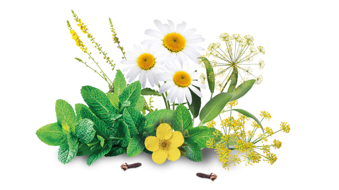 Recept na zdravé zuby a dásně? Je to snadné: „Naučit se již v dětství čistit zuby správně a vytrvat u toho,“ říká stomatolog Pavel Smažík 