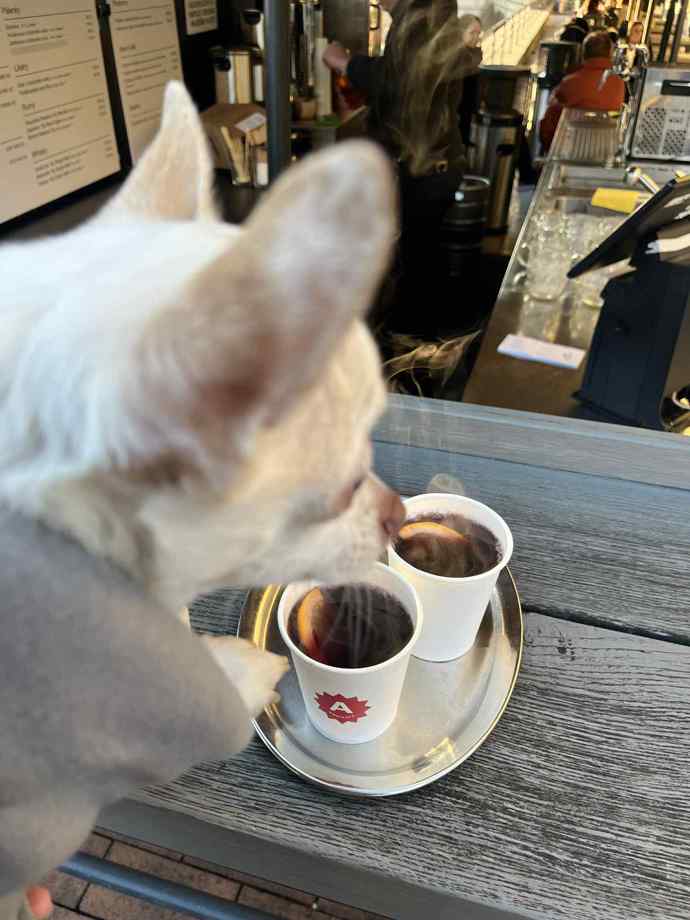 Pejsek Čenda dostal na zahřátí teplou deku a také misku s vodou. 