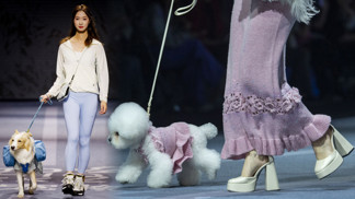 Móda pro psí miláčky: Na přehlídce se po mole prošli pejsci sladění se svými paničkami