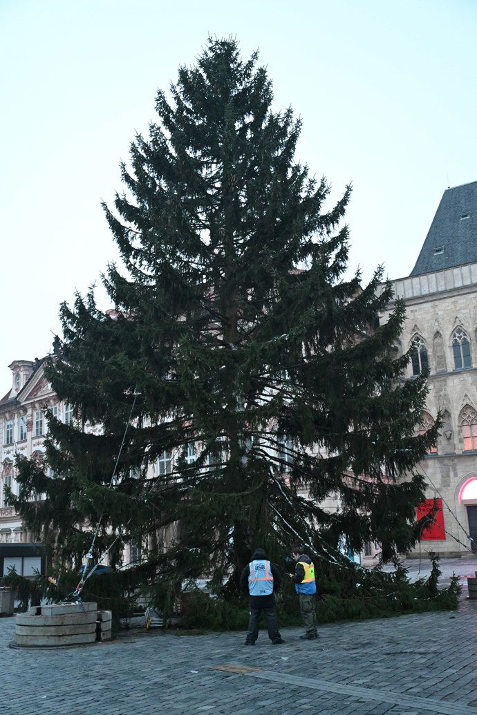 Majestátní vánoční strom.