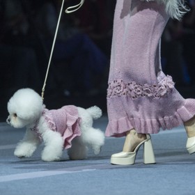 Jiné ladění dua pes-panička se neslo v extravagantnějším duchu.