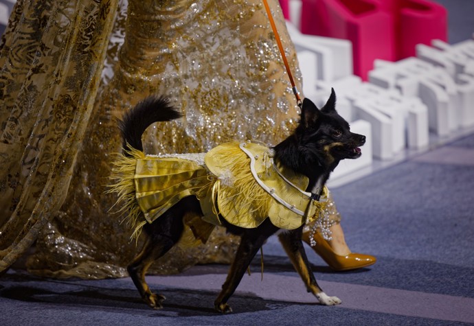 Šanghajský psí fashion week ukázal, že móda není jen pro lidi.