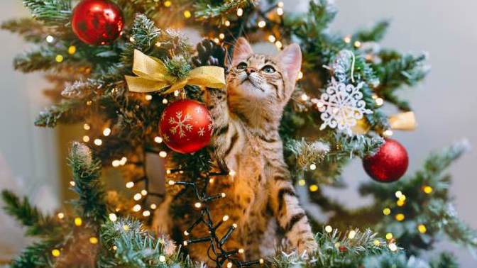 Chcete, aby si kočka užila šťastné Vánoce? Těchto pár jednoduchých triků zajistí klidné svátky vám oběma 