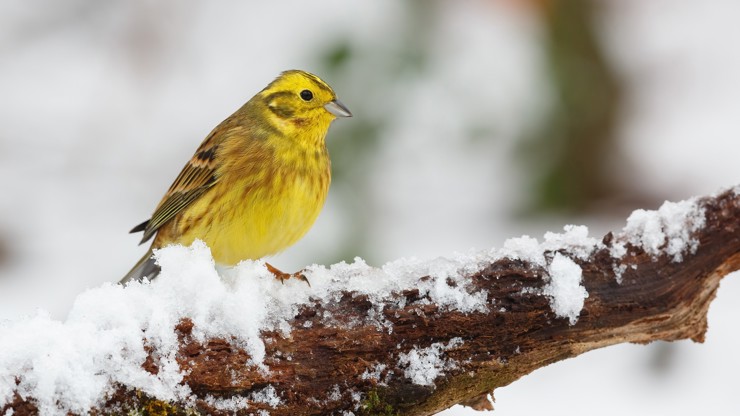Ptactvo v zimě trpí nedostatkem potravy, pomůže přikrmování v krmítcích.