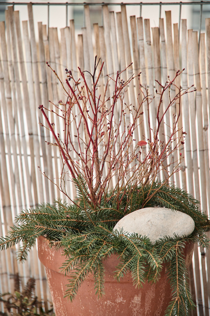 Jedna z rostlin, které má Hanka Křížkové na své terase.