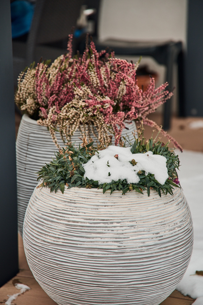 Vřes v květináči