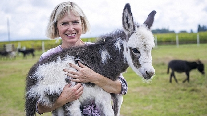 Miniaturní oslíci potřebují výběh, stáj, veterinární péči a lásku svých majitelů.