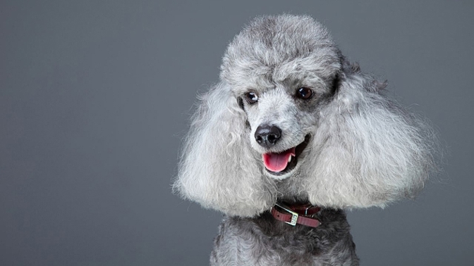 Jakým psům to nejvíc pálí? Fotka napoví...