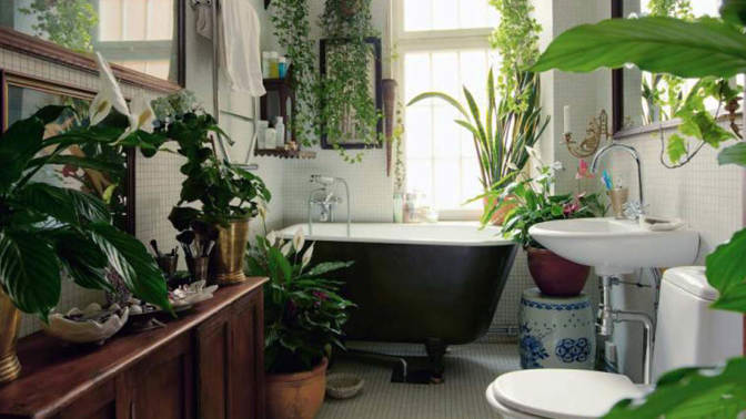 Proměňte svou koupelnu v džungli a vyčistěte ji od nebezpečných toxinů!