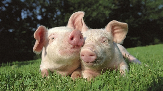 Jen málo věcí nás zahřeje na duši tak, jako pohled na rozkošné zvíře.