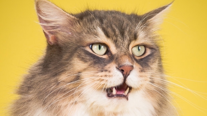 Pete je přesvědčen, že baculatost je synonymem pro roztomilost. Minimálně v případě koček.