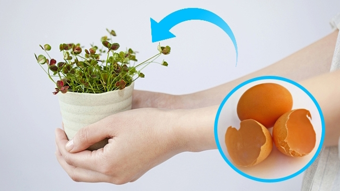 Nadrcené skořápky dodají zemině minerály, a skvěle tak nahradí drahé hnojivo.