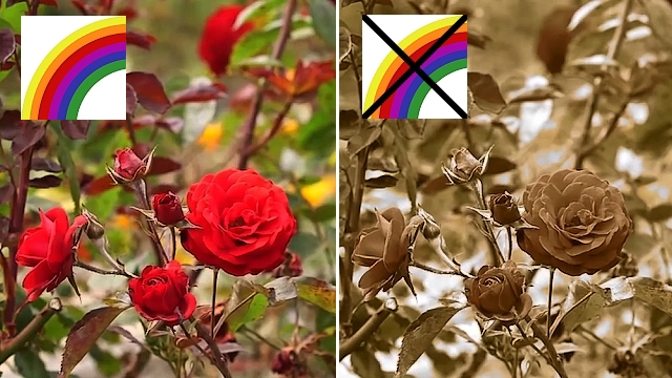 S tzv. daltonismem vypadá zahrada rudých růží jako v historickém filmu.