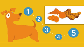 Z blahodárných vlastností kurkumy mohou profitovat i naši chlupatí přátelé.