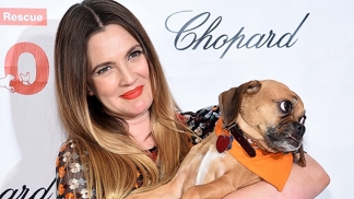 Někteří psi měli to štěstí, že našli nový domov u hollywoodských hvězd.