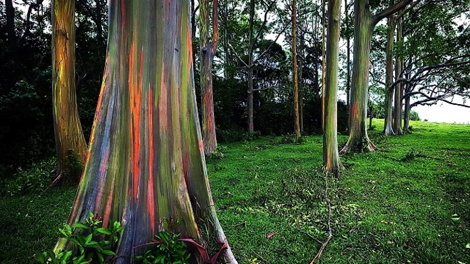 Blahovičník oloupaný se chlubí pestrobarevným kmenem.