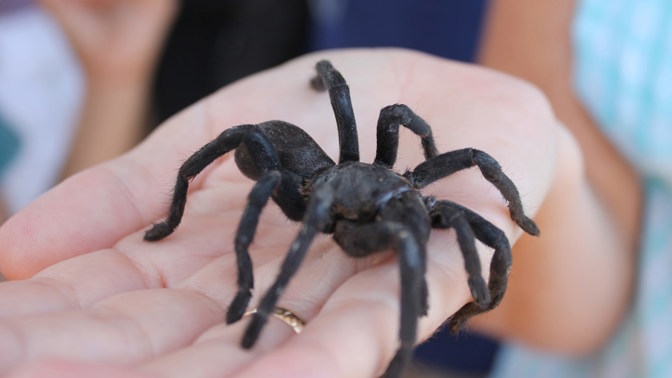 Převezměte vládu nad pavouky jednou provždy!
