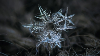 Křehká krása sněhových vloček je omračující.