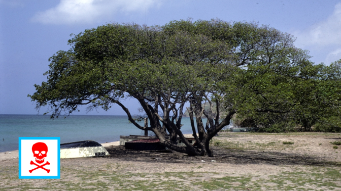 Mancinelle se říká také „plážové jablko“ či „otrávená guava“.