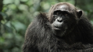 Zrození bojovných opic sleduje čtyři šimpanzí diktátory, ovládající největší lidoopí říši pomocí krutosti a politikaření.