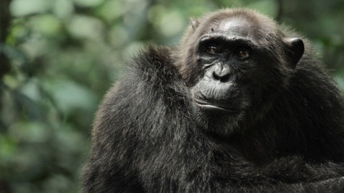 Zrození bojovných opic sleduje čtyři šimpanzí diktátory, ovládající největší lidoopí říši pomocí krutosti a politikaření.