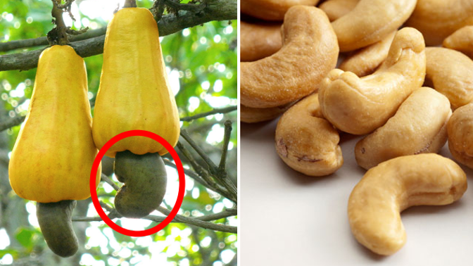 Věděli jste, že oříšky kešu vyrůstají na tzv. kešu jablku?