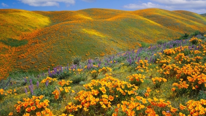 Louka posetá zlatým mákem v kalifornském údolí Antelope.