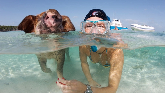 Když už horko nejde vydržet, smočí své štětinky v chladivém Karibském moři.