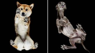 „Kočky jsou velmi roztomilé, ale psi hravější,“ řekl fotograf Andrius Burba.