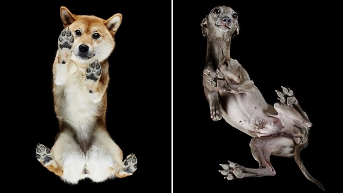„Kočky jsou velmi roztomilé, ale psi hravější,“ řekl fotograf Andrius Burba.