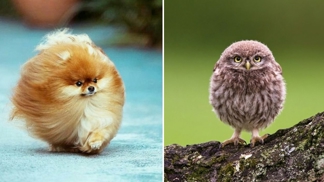 Tato zvířata perfektně opisují tvar kukátka.