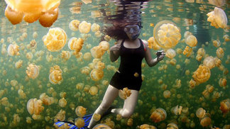 Třepotavé „želé“ ve vodách Tichého oceánu.