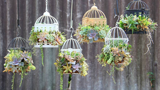 Po teráriích se kaktusy schovaly do ptačích klecí.