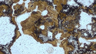 Kolébka lidstva se nachází docela jinde než v moři.