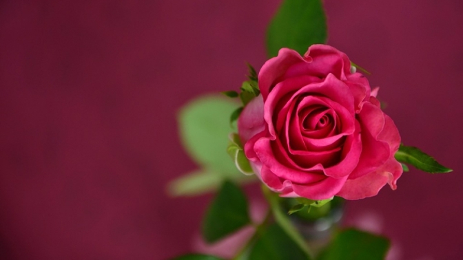 Růži mají vepsanou do života všichni, co se narodili v červnu.