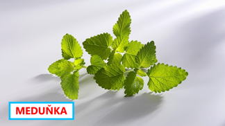 Meduňka lékařská působí blahodárně jen pro člověka. Komáři ji nesnesou.