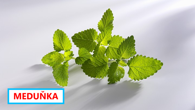 Meduňka lékařská působí blahodárně jen pro člověka. Komáři ji nesnesou.