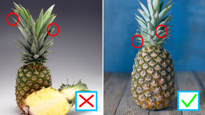 Ohnuté listy jsou u ananasu dobrou předpovědí.