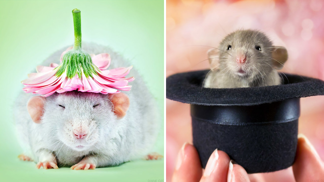 Krysy že jsou odporná havěť? Dovolíme si nesouhlasit!