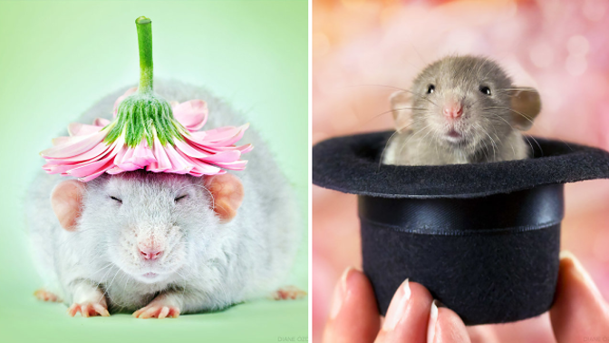 Krysy že jsou odporná havěť? Dovolíme si nesouhlasit!