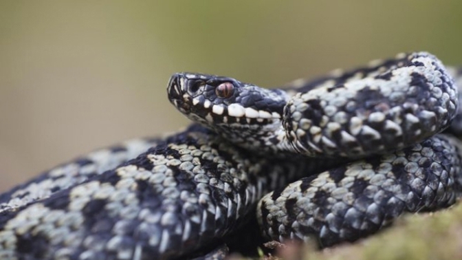 Setkat se s hadem je samo o sobě vzácné kvůli jejich plachosti, shodují se experti.