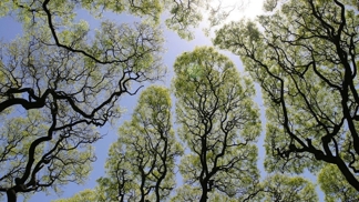 Podle některých teorií se tím stromy chrání před šířením škůdců.