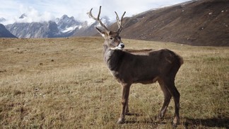 Temný odkaz Černobylu: Sobi jsou radioaktivní i desítky let po katastrofě