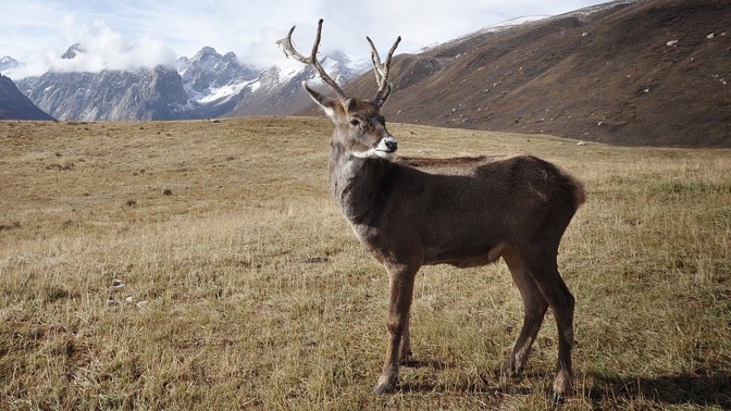 Temný odkaz Černobylu: Sobi jsou radioaktivní i desítky let po katastrofě