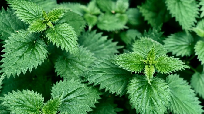 Chybí vám chuť na sex? Vsaďte na kopřivu, dokáže zázraky