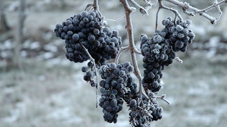 Zmrzlé hrozny a výroba ledového vína patří k náročným záležitostem.