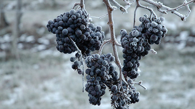 Zmrzlé hrozny a výroba ledového vína patří k náročným záležitostem.
